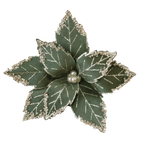 Moss Green Poinsettia