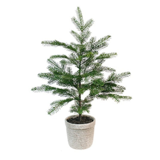 Small Pine Tree w/Cement Pot