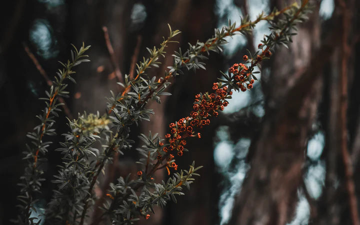Real World Mānuka & Rose Geranium Body Wash