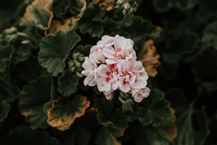 Real World Mānuka & Rose Geranium Body Wash