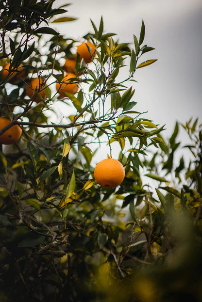 Harakeke & Blood Orange Body Wash