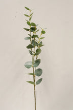 Eucalyptus Spray 80cm
