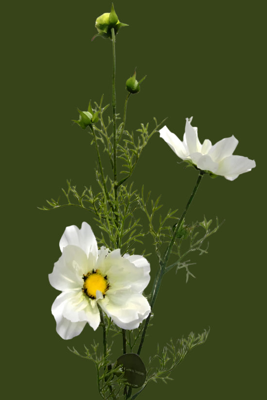 Cosmos Spray White