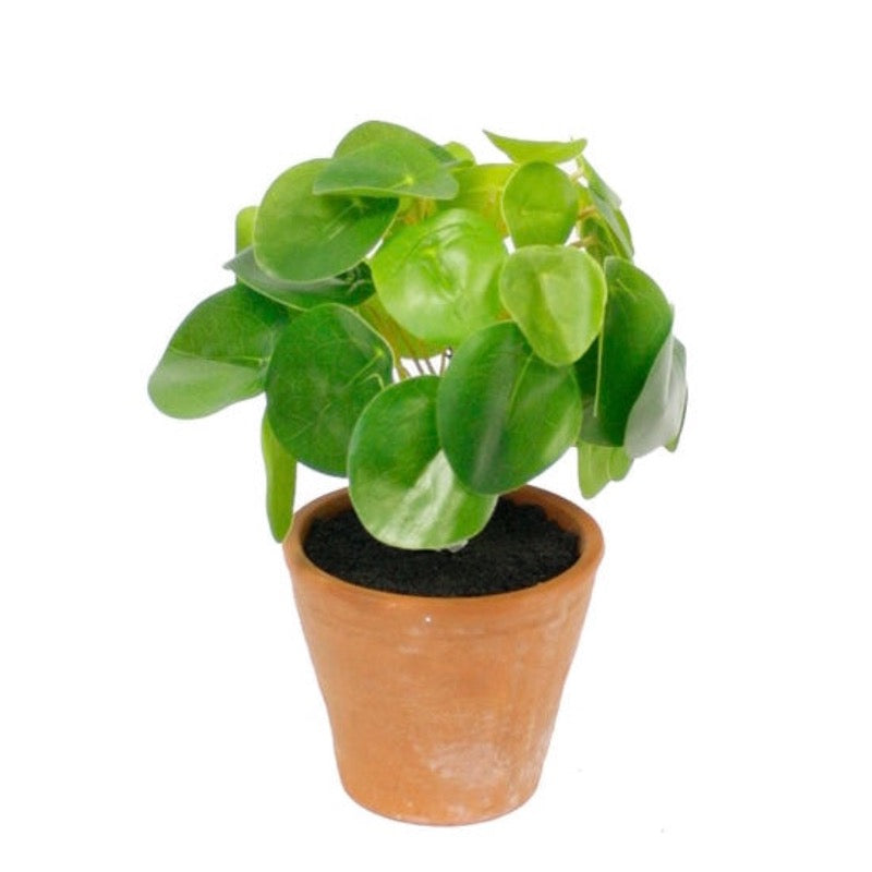 Chinese Money Plant Potted