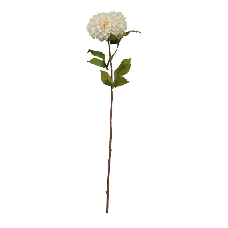 Pom Pom Dahlia - Cream