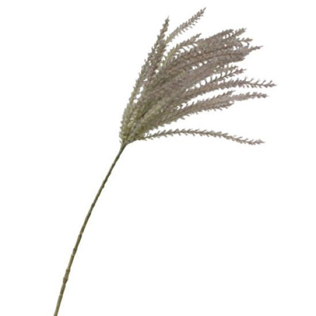 Common Reed Grass Spray