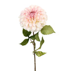 Pom Pom Dahlia - Pink