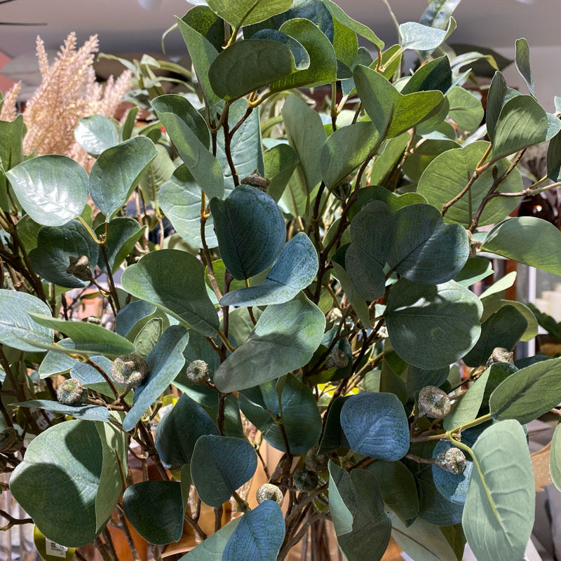 Eucalyptus Radiata Spray 81cm