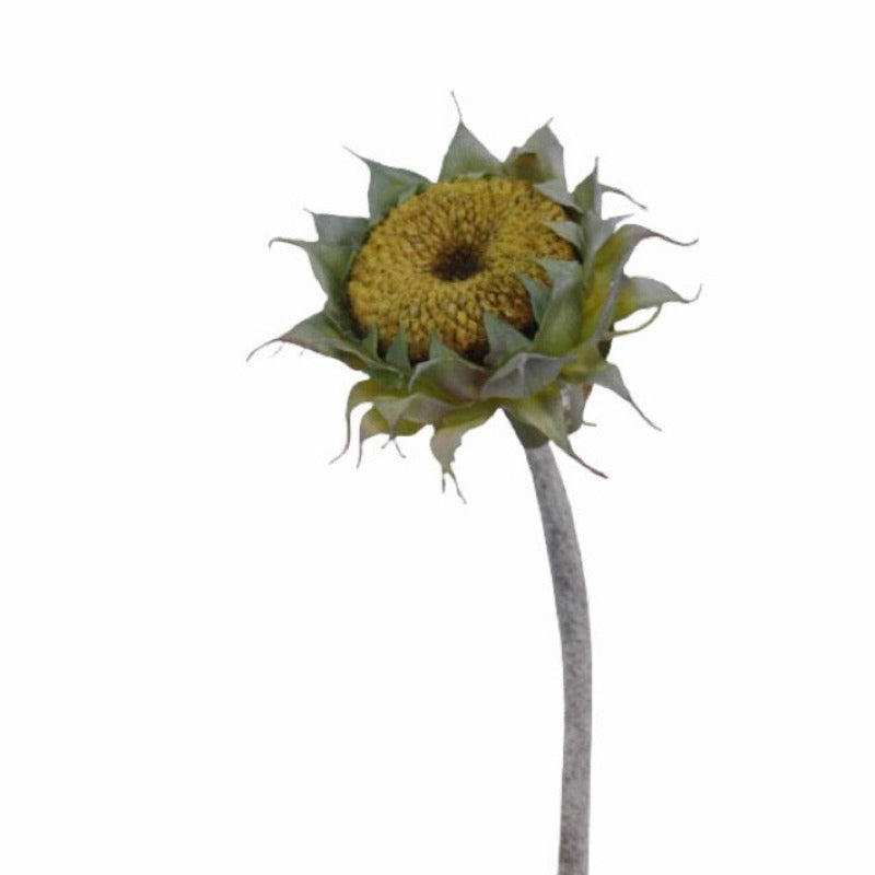 Sunflower Seed Head