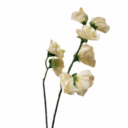 Sweet Pea Cream