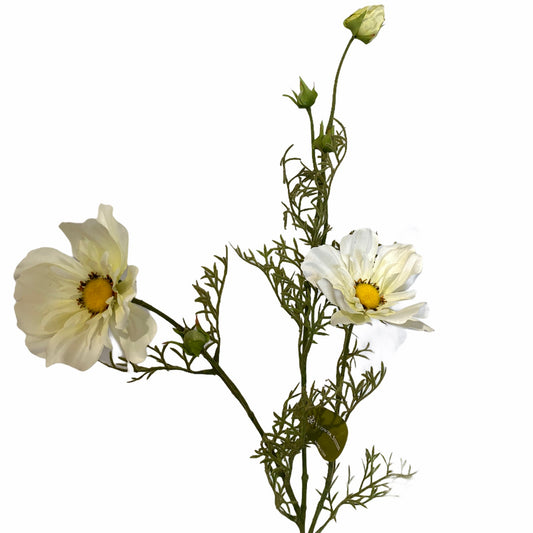 Cosmos Spray White